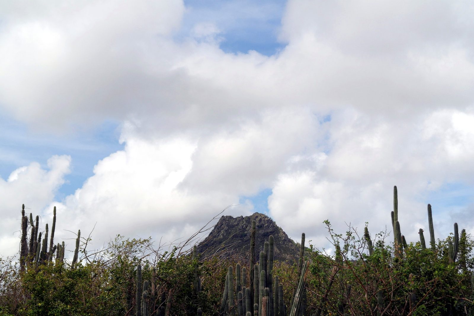 Cactus-covered hills and Mount Christoffel in Christoffelpark, Curaçao