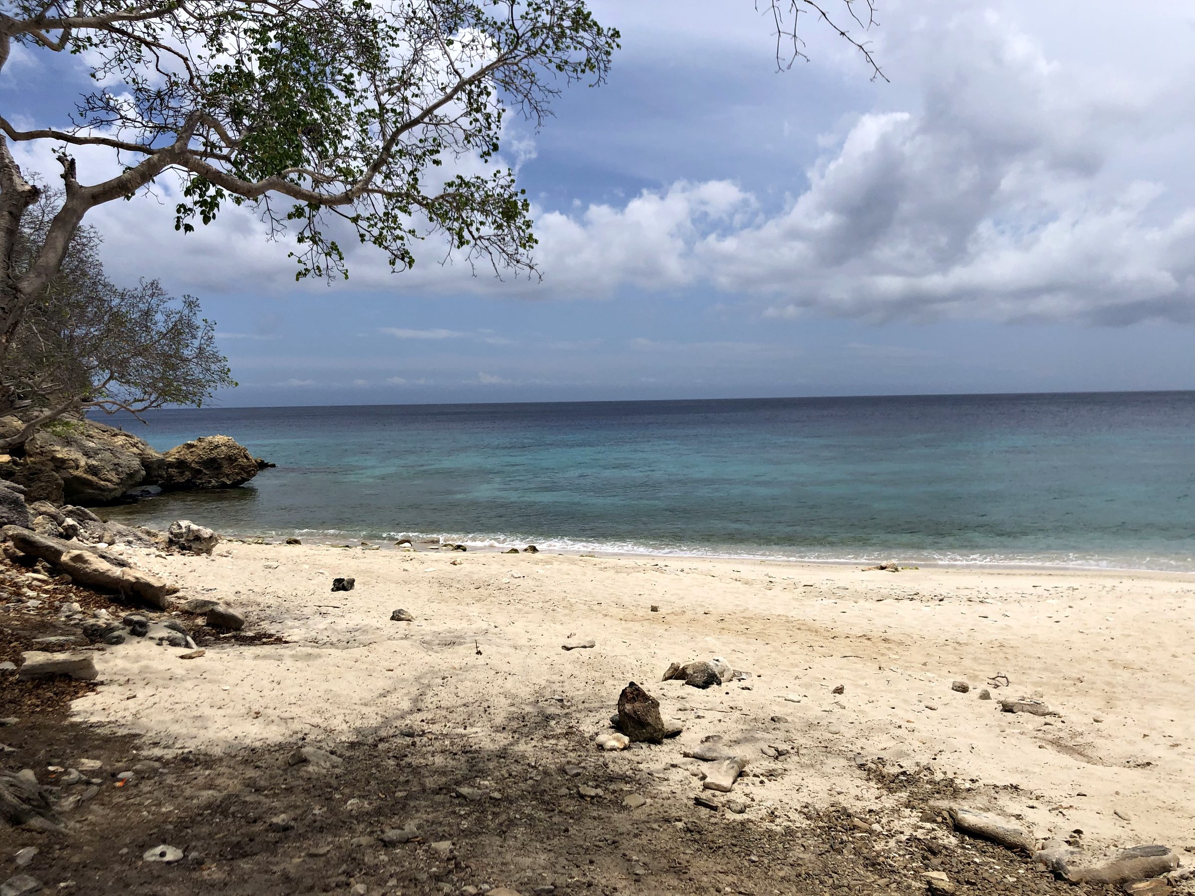 Sandy beach with clear water and a tree branch framing the view