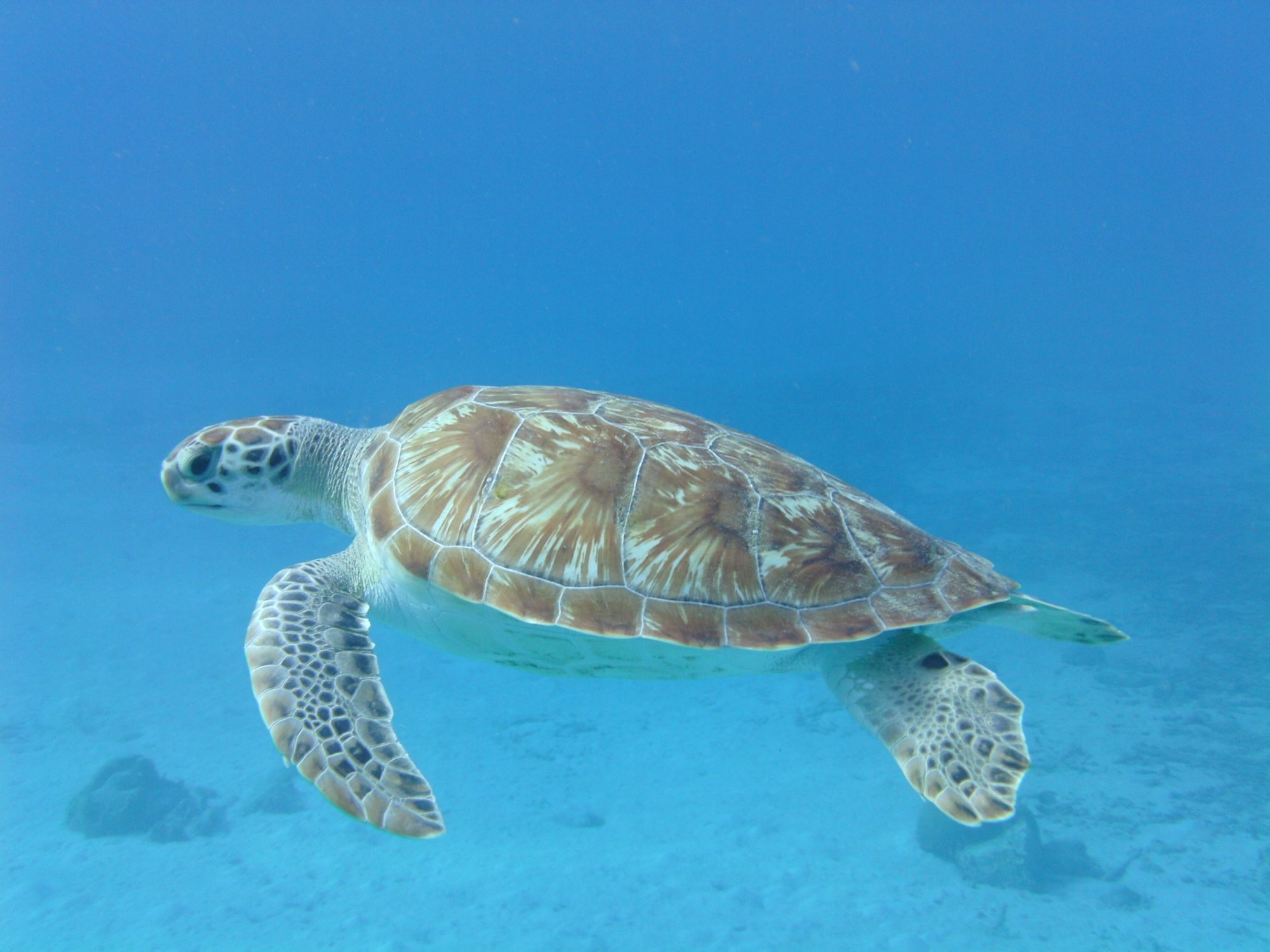 Green sea turtle (Chelonia mydas) off Westpunt, Curaçao