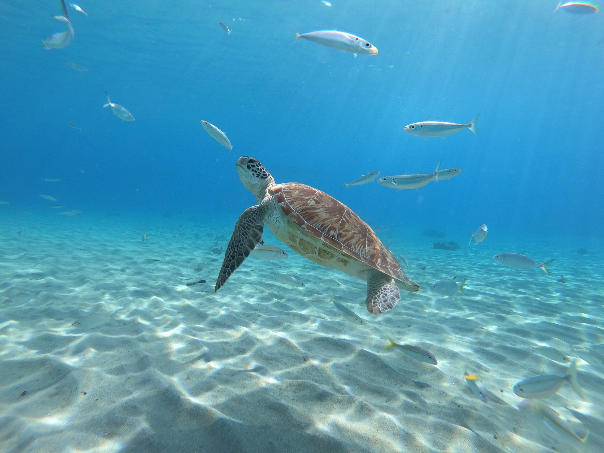 Green sea turtle at Playa Grandi, Curaçao