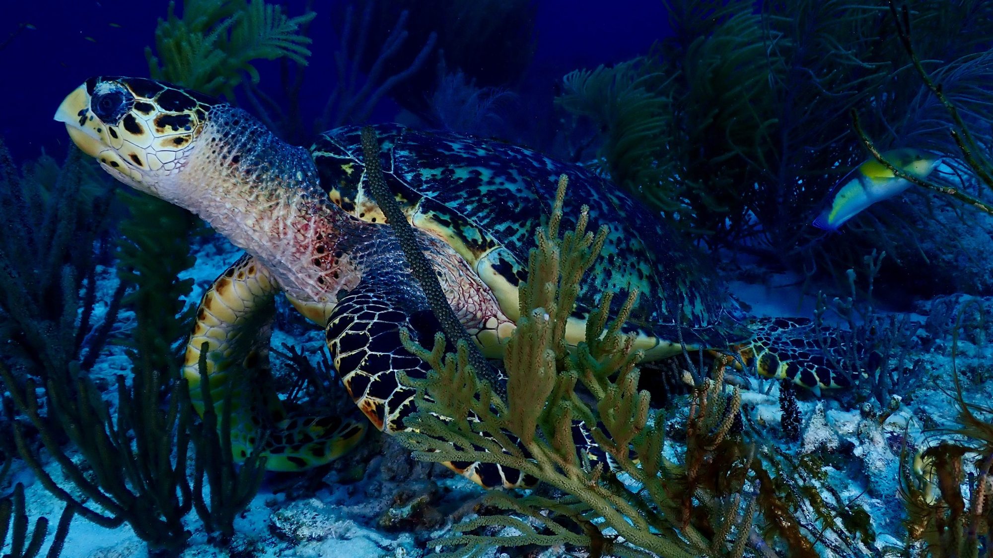 Hawksbill sea turtle underwater
