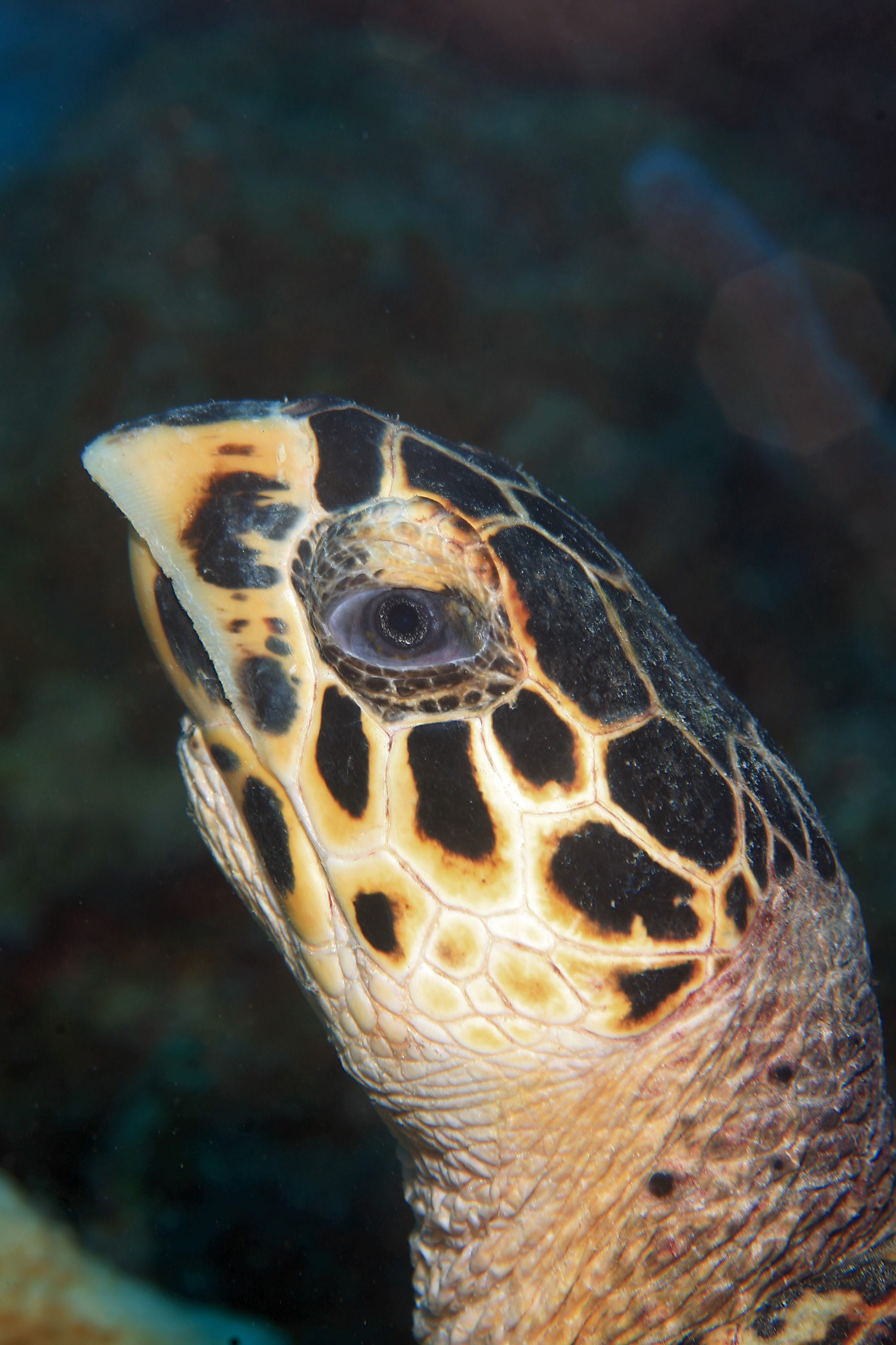 Sea turtle swimming over the reef off Curaçao