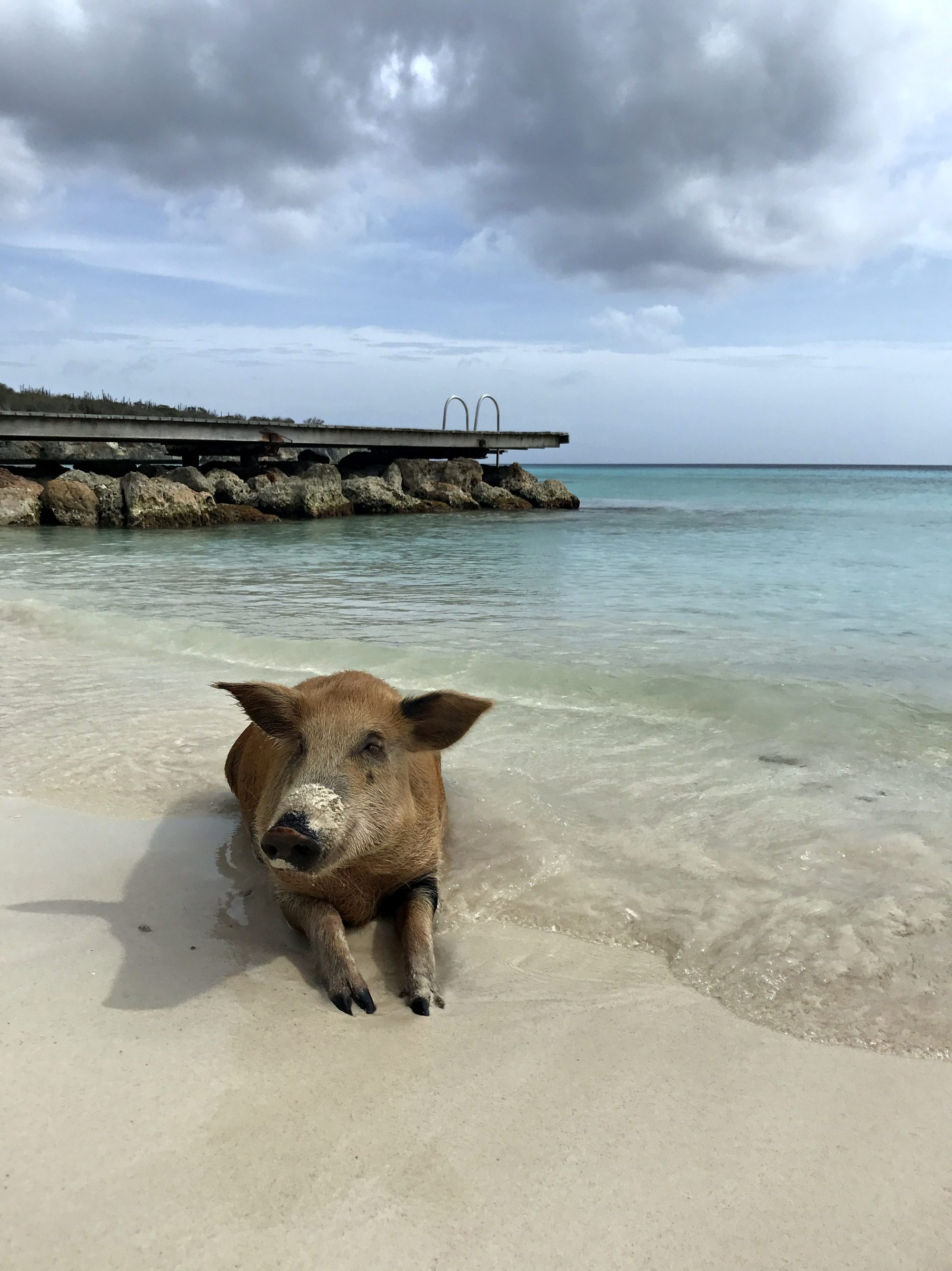 A pig standing in the shallow water at Playa Porto Marie