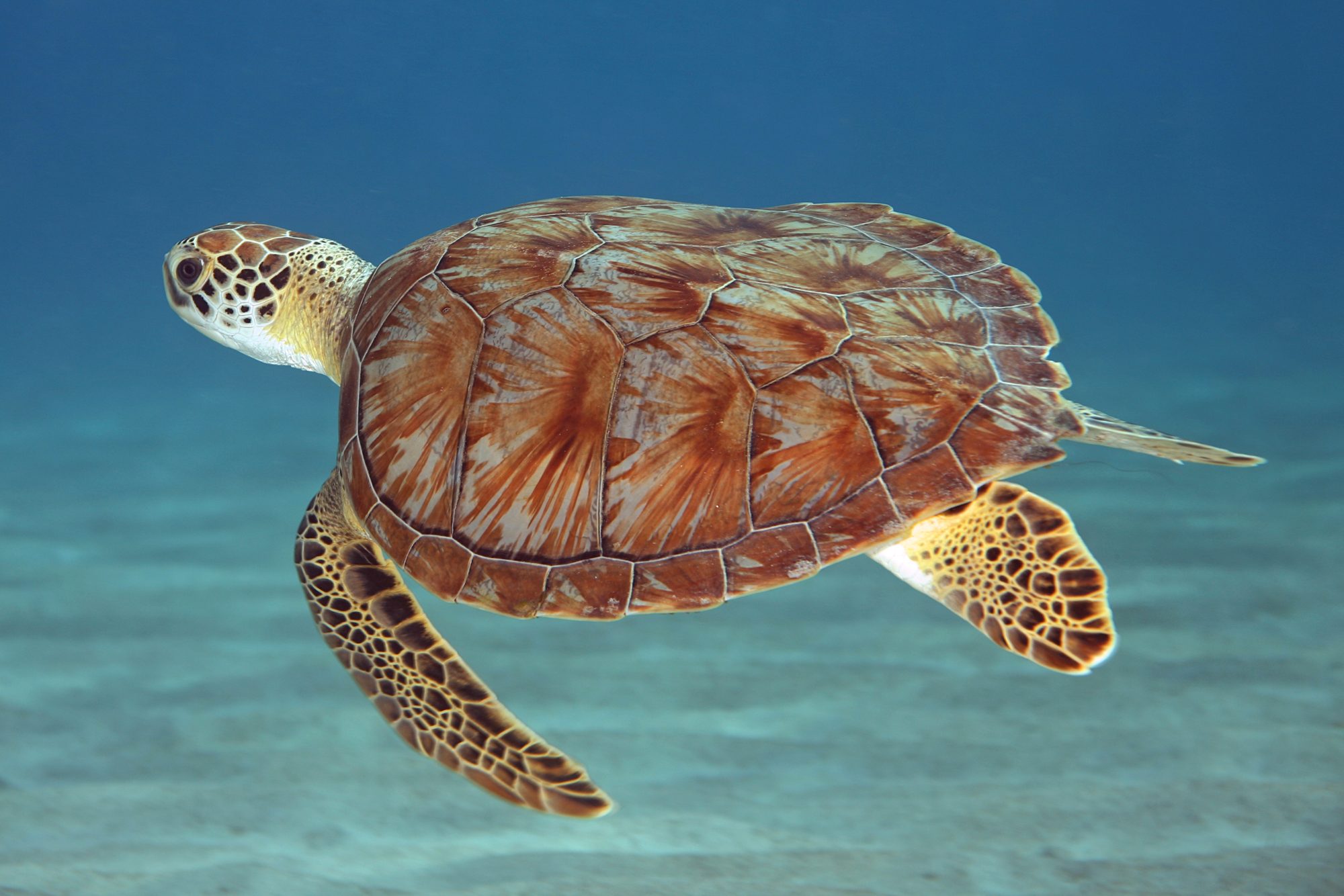 Sea turtle near Playa Forti, Curaçao